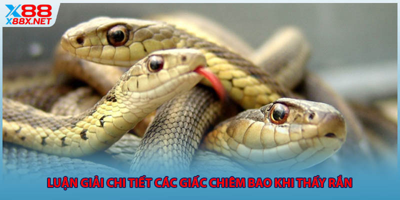 Luận giải chi tiết các giấc chiêm bao khi thấy rắn 